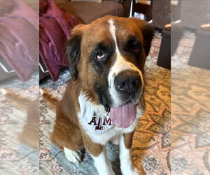 Saint Bernard Dogs for adoption in Lakewood, CO, USA