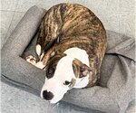 Small #2 Mutt