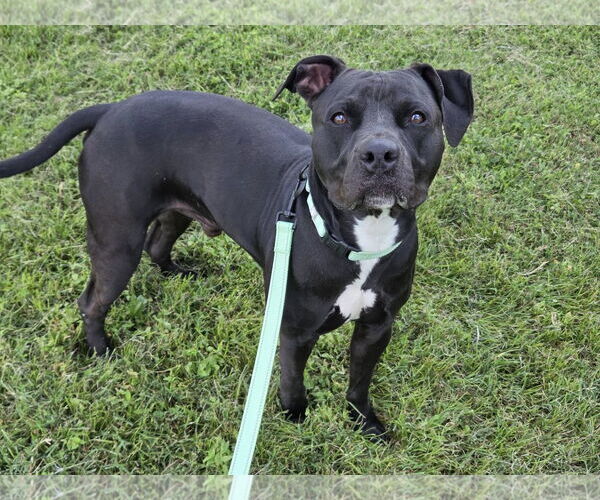 Medium Photo #3 American Pit Bull Terrier-Unknown Mix Puppy For Sale in Millersville, MD, USA