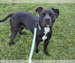 Small #2 American Pit Bull Terrier Mix