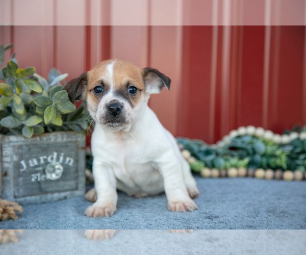 Medium Photo #12 Jack Russell Terrier Puppy For Sale in ETNA GREEN, IN, USA