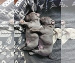 Small Photo #2 American Bully-French Bulldog Mix Puppy For Sale in FAYETTEVILLE, NC, USA