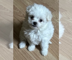 Maltese-Shih Apso Mix Puppy for sale in INDIANA, PA, USA