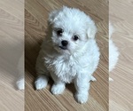 Small Photo #1 Maltese-Shih Apso Mix Puppy For Sale in INDIANA, PA, USA