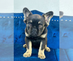 Small Photo #9 French Bulldog Puppy For Sale in GARY, IN, USA