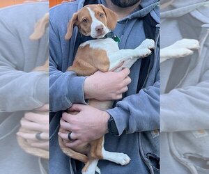 Beagle-Unknown Mix Dogs for adoption in Clarkston, MI, USA
