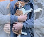 Small Photo #1 Beagle-Unknown Mix Puppy For Sale in Clarkston, MI, USA