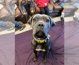 Mother of the Cane Corso-Great Dane Mix puppies born on 12/14/2023