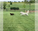 Small #10 Great Pyrenees Mix