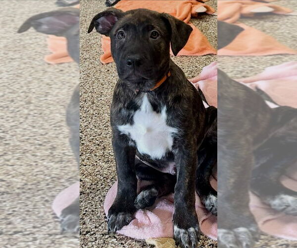 Medium Photo #2 German Shepherd Dog-Unknown Mix Puppy For Sale in Canton, CT, USA