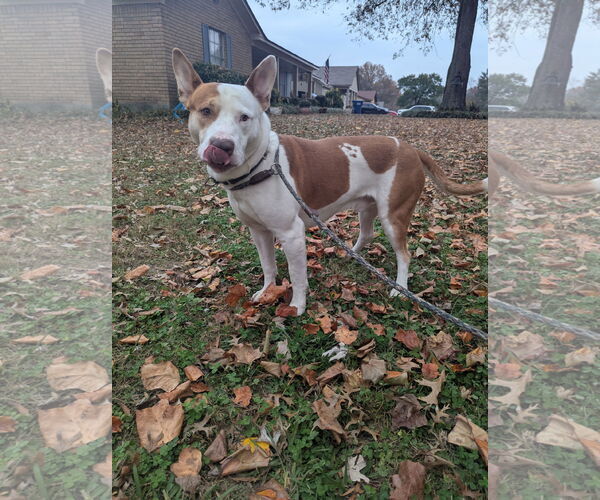Medium Photo #6 Staffordshire Bull Terrier-Unknown Mix Puppy For Sale in Munford, TN, USA