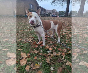 Ozzy - Male Staffordshire Bull Terrier-Unknown Mix Dog for Adoption - Photo #6