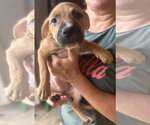 Small Photo #3 Mutt Puppy For Sale in Jackson, MS, USA