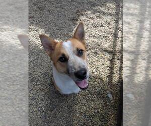 Cardigan Welsh Corgi-Unknown Mix Dogs for adoption in Frisco, CO, USA