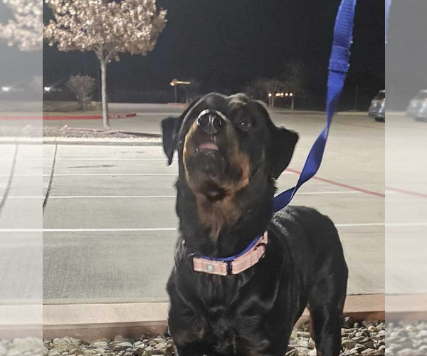 Medium Photo #6 Rottweiler Puppy For Sale in Hillsboro, NH, USA