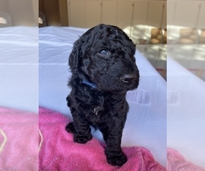 Goldendoodle Puppy for sale in ENCINO, CA, USA