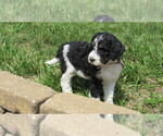 Small #5 Bernedoodle