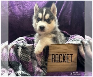 Siberian Husky Puppy for sale in PRATTSBURGH, NY, USA