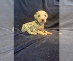 Small #1 Dalmatian
