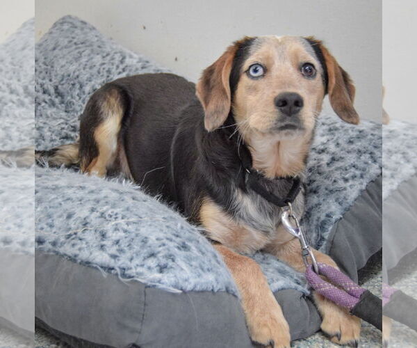 Medium Photo #4 Australian Shepherd-Beagle Mix Puppy For Sale in Huntley, IL, USA
