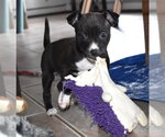 Small Chihuahua Mix