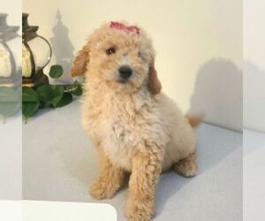 Goldendoodle (Miniature) Puppy for sale in ARTHUR, IL, USA