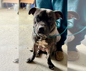 American Pit Bull Terrier-Unknown Mix Dogs for adoption in Germantown, OH, USA