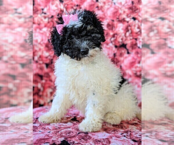 Medium Photo #3 Bernedoodle Puppy For Sale in NOTTINGHAM, PA, USA