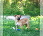 Small #4 Mutt