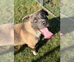 Small #2 Black Mouth Cur-Labrador Retriever Mix