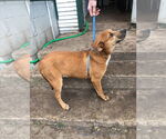 Small #3 Labrador Retriever Mix