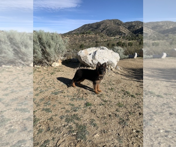 Medium Photo #22 German Shepherd Dog Puppy For Sale in PINON HILLS, CA, USA