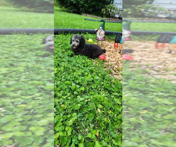 Medium Photo #2 Poodle (Miniature)-Poodle (Toy) Mix Puppy For Sale in INDIANAPOLIS, IN, USA