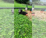 Small #1 Poodle (Miniature)-Poodle (Toy) Mix