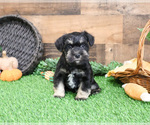 Small #11 Schnauzer (Miniature)