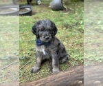 Puppy Waffle Goldendoodle