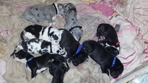 Great Dane Puppy for sale in MANSFIELD, OH, USA