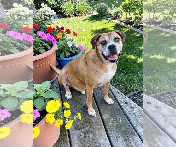 Medium Photo #14 Boxer-Unknown Mix Puppy For Sale in McKinney, TX, USA