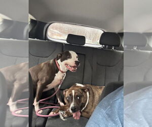 Violet - Female Boxer-Unknown Mix Dog for Adoption - Photo #4