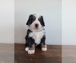 Small Photo #14 Bernese Mountain Dog Puppy For Sale in CUBA CITY, WI, USA