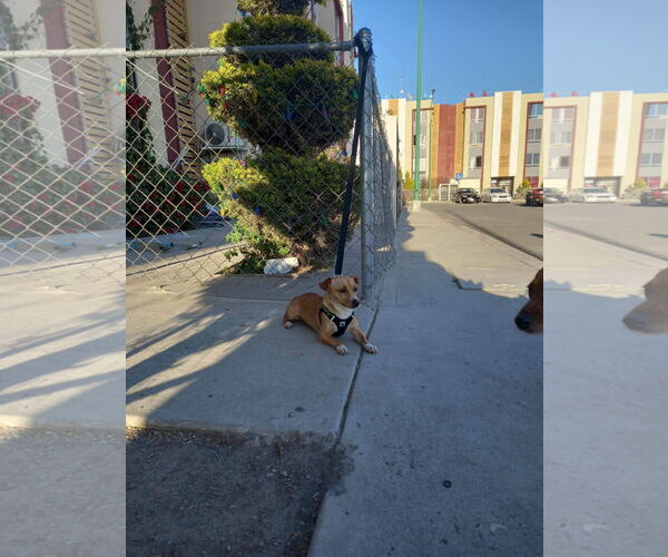 Medium Photo #18 Chiweenie Puppy For Sale in Escondido, CA, USA