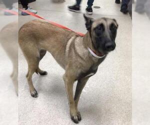 Mutt Dogs for adoption in Riverside, CA, USA