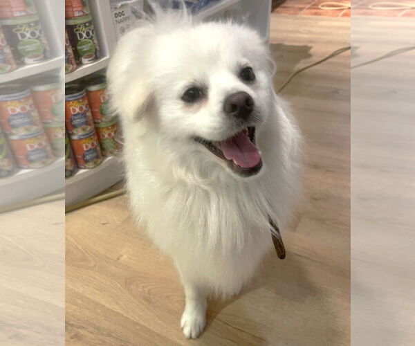 Medium Photo #3 - Mix Puppy For Sale in Boonton, NJ, USA