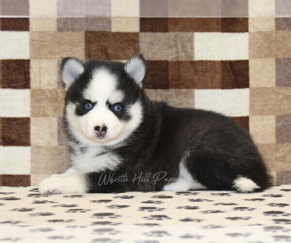 Medium Photo #2 Pomsky Puppy For Sale in DENVER, PA, USA