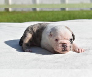 Pug Puppy for sale in PALM COAST, FL, USA