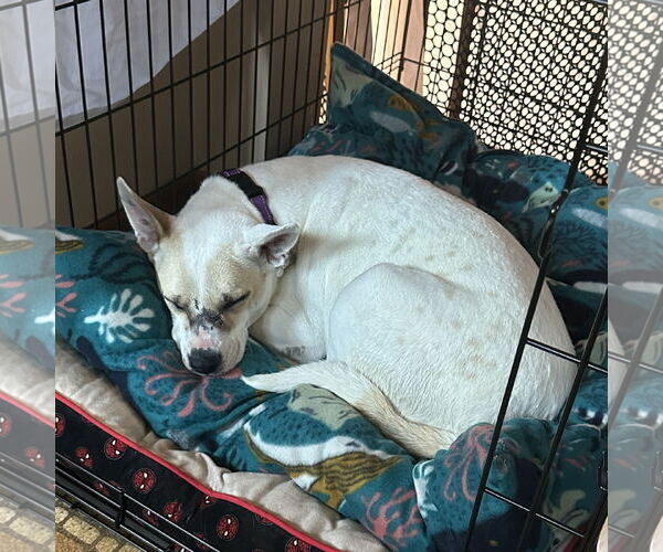 Medium Photo #7 Mutt Puppy For Sale in Crystal, MN, USA
