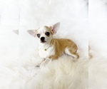 Small #5 Chihuahua