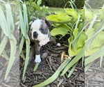 Small #4 Boston Terrier
