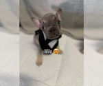 Small #8 French Bulldog