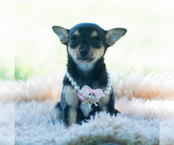 Medium Photo #40 Chihuahua Puppy For Sale in WARSAW, IN, USA
